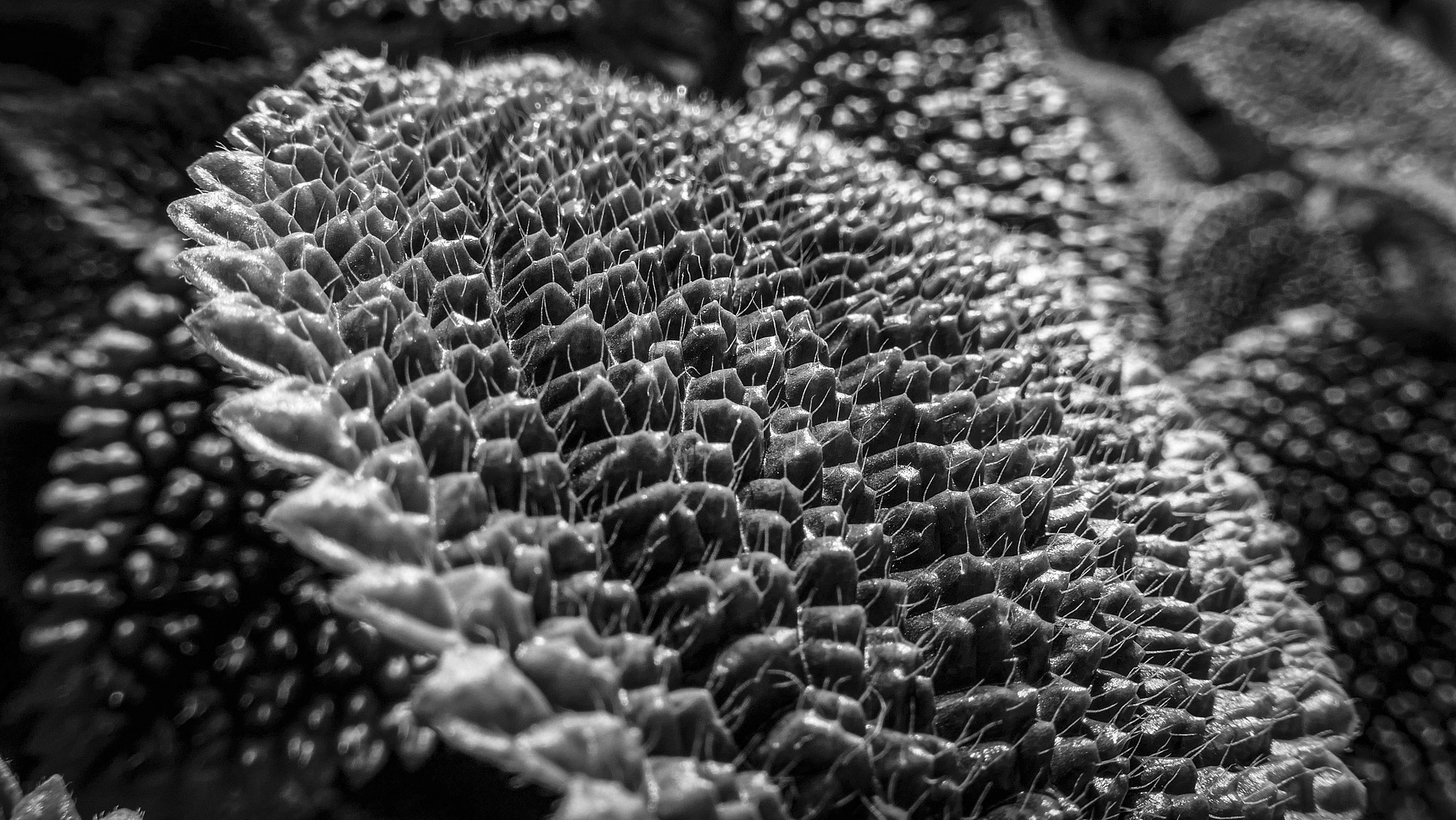 2026_06_22_01_Sibylle